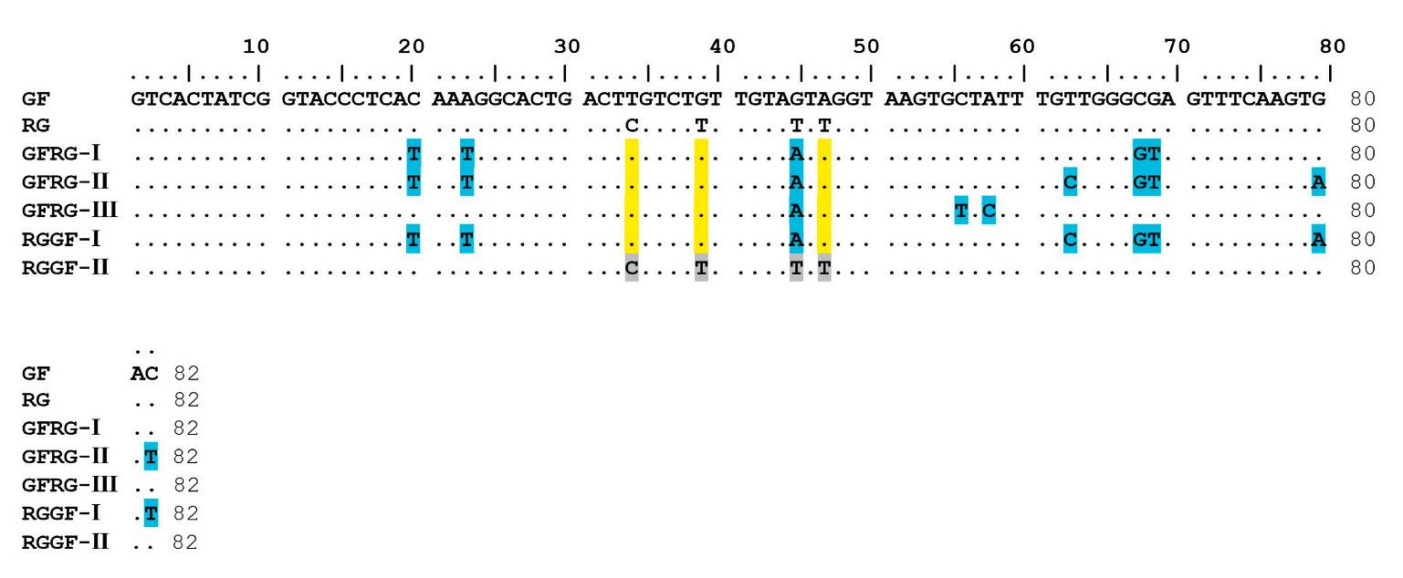 威廉希尔中文网站平台
