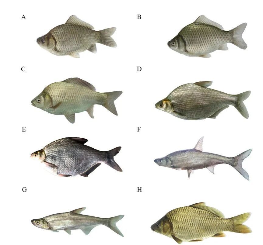 威廉希尔中文网站平台