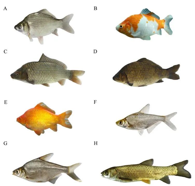 威廉希尔中文网站平台