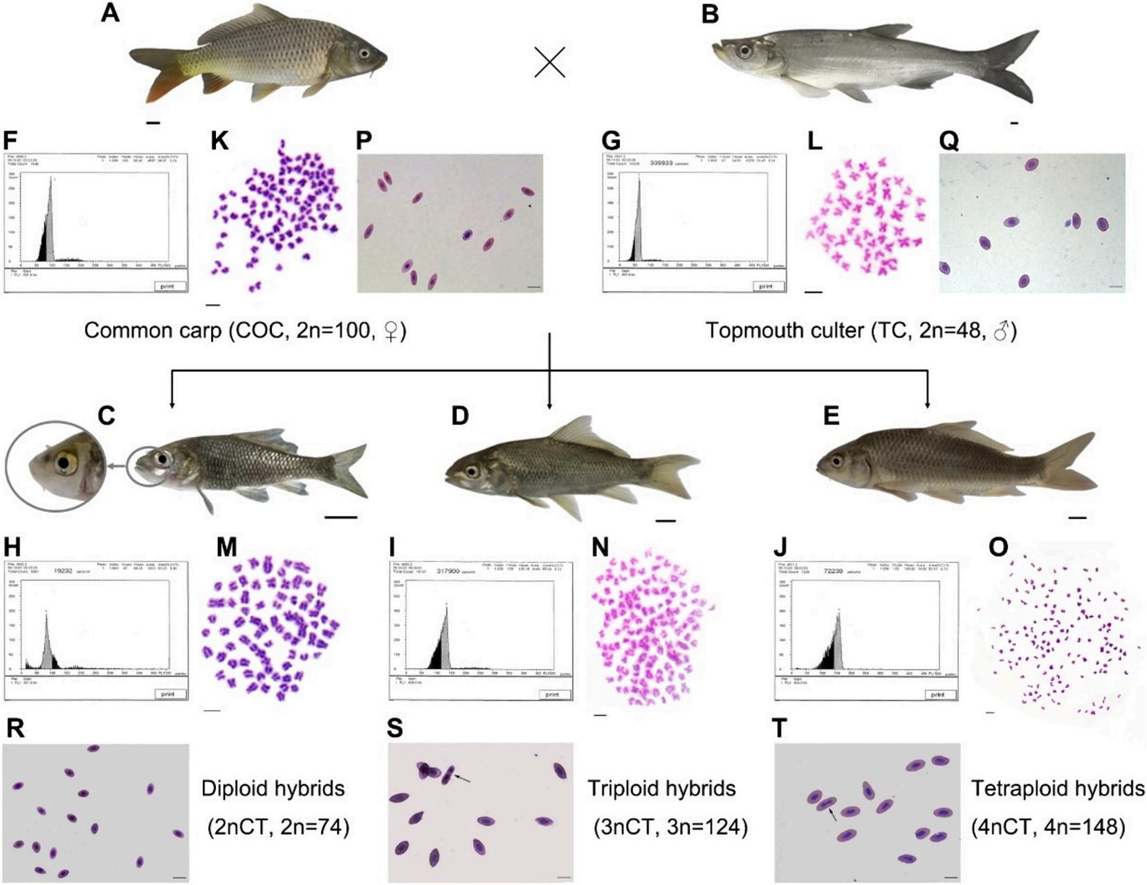 威廉希尔中文网站平台
