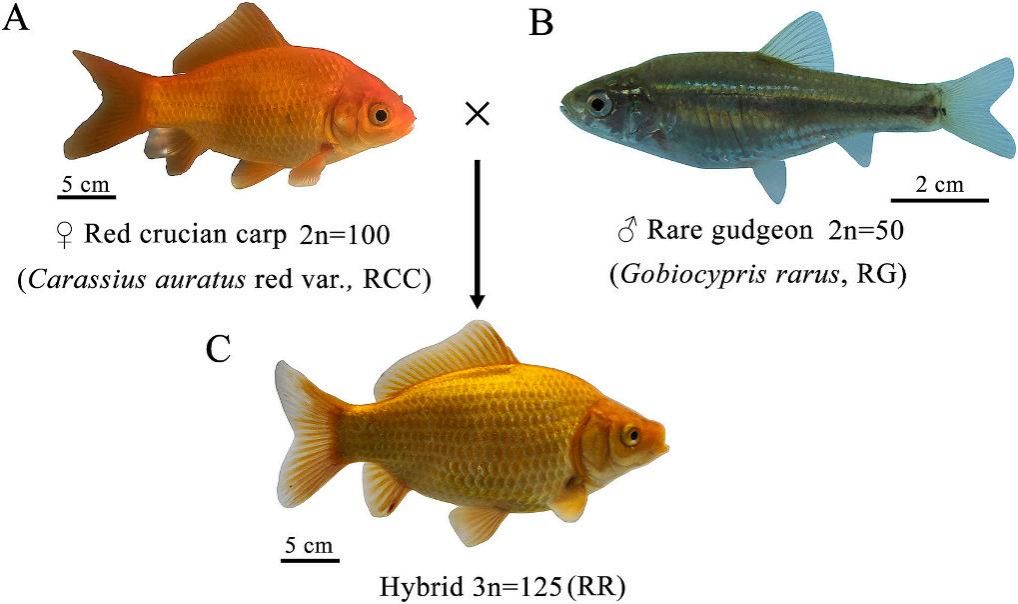 威廉希尔中文网站平台