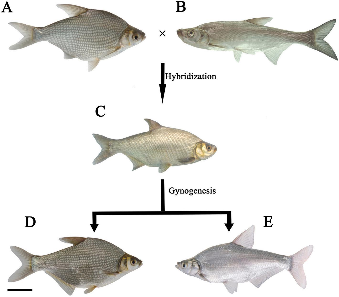 威廉希尔中文网站平台