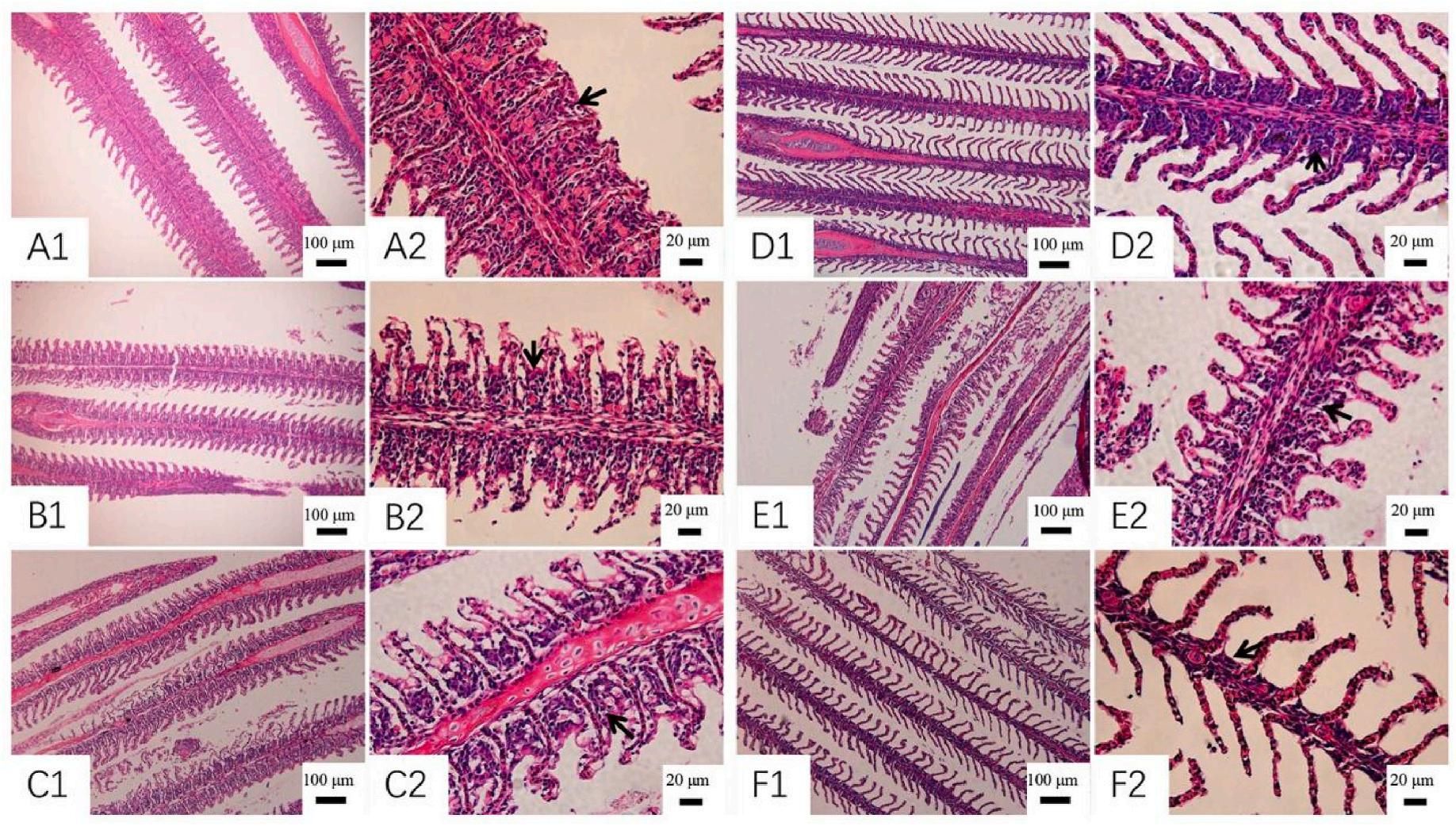 威廉希尔中文网站平台