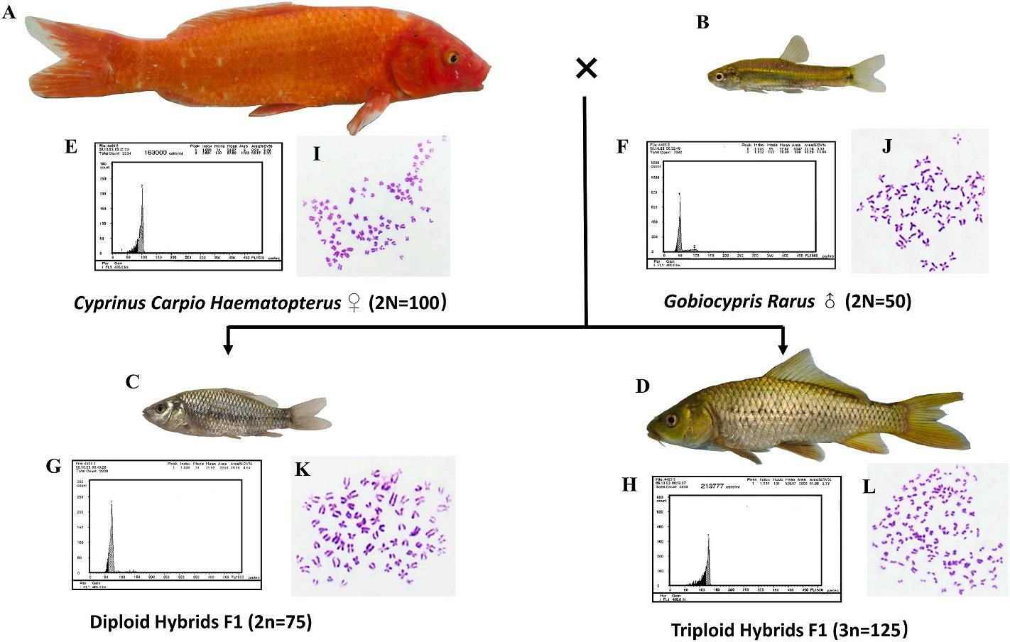 威廉希尔中文网站平台