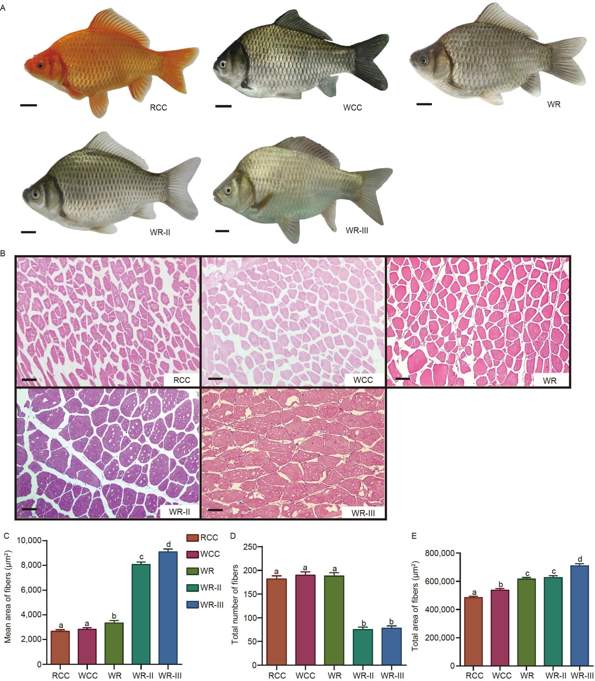 威廉希尔中文网站平台