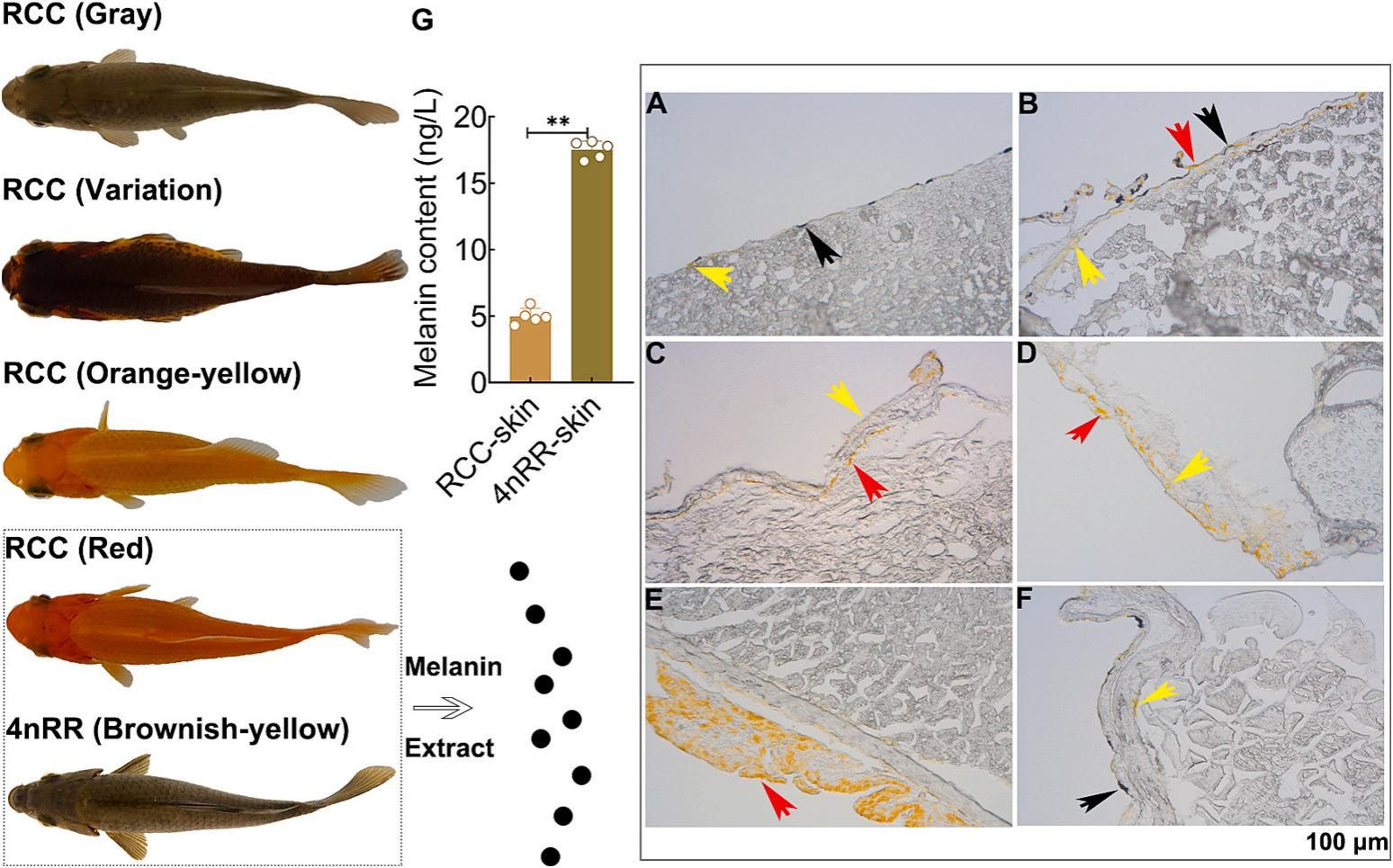 威廉希尔中文网站平台