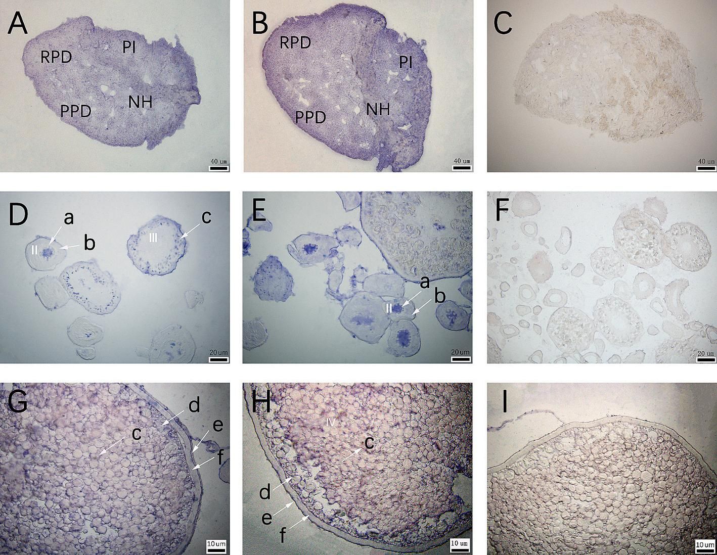 威廉希尔中文网站平台