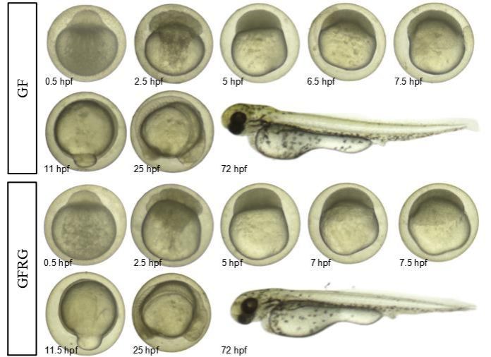 威廉希尔中文网站平台