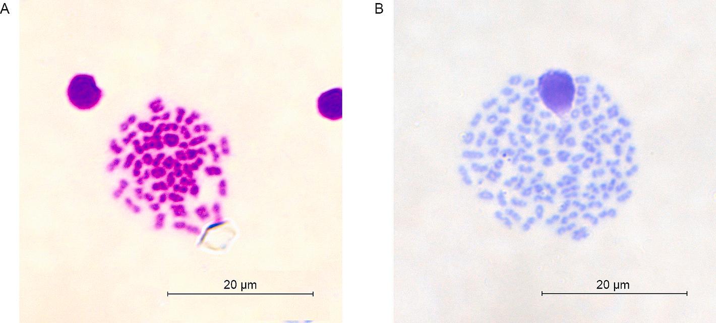 威廉希尔中文网站平台