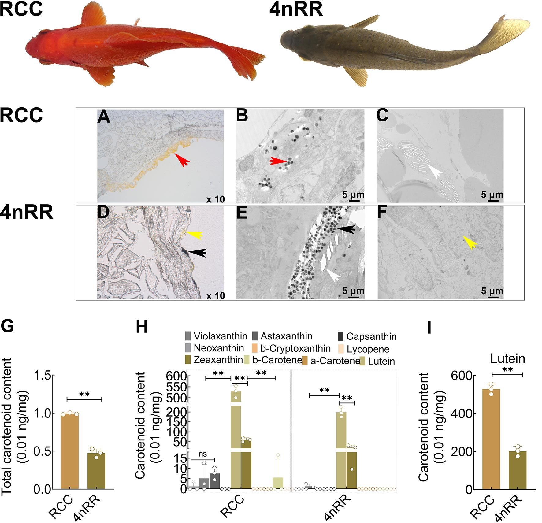 威廉希尔中文网站平台