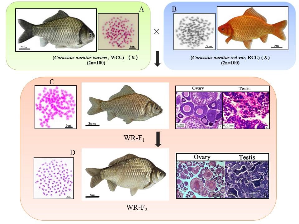 威廉希尔中文网站平台
