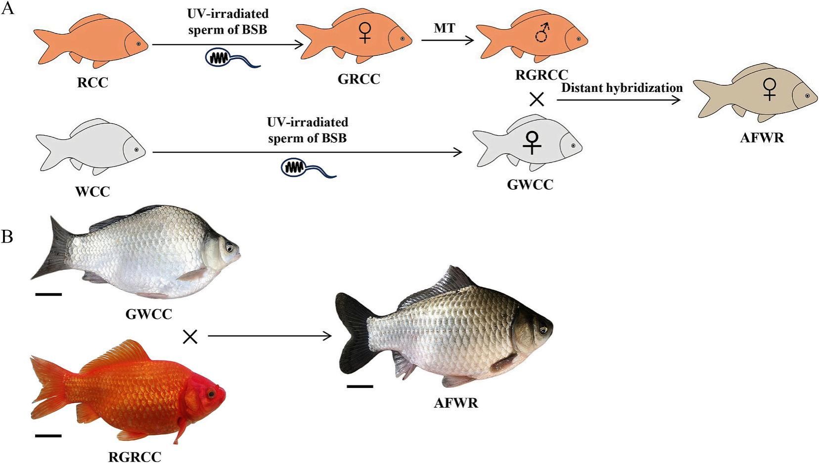 威廉希尔中文网站平台