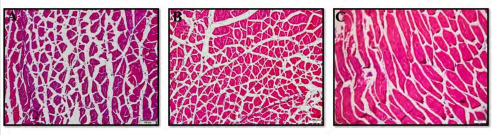 威廉希尔中文网站平台