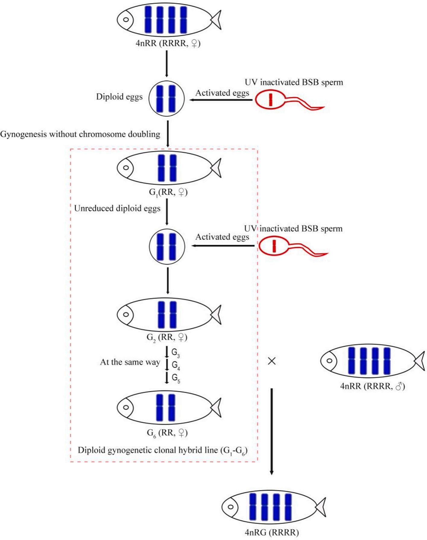 威廉希尔中文网站平台