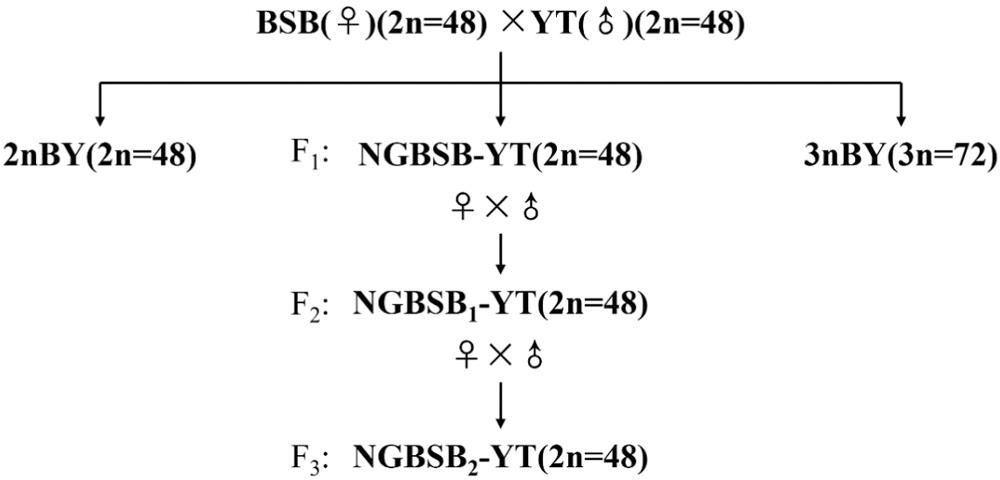 威廉希尔中文网站平台