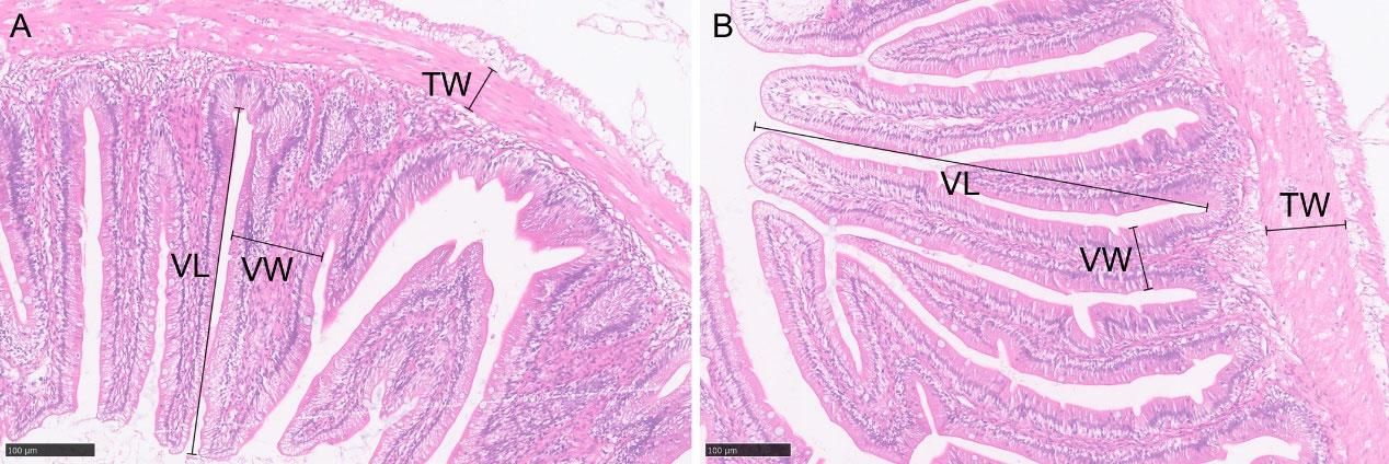 威廉希尔中文网站平台