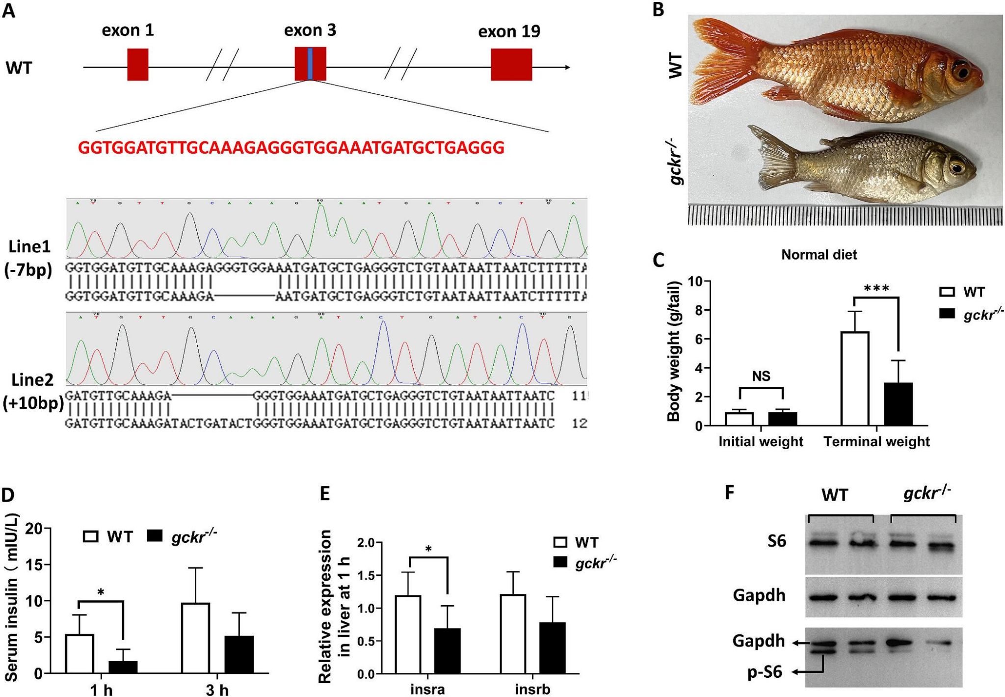 威廉希尔中文网站平台