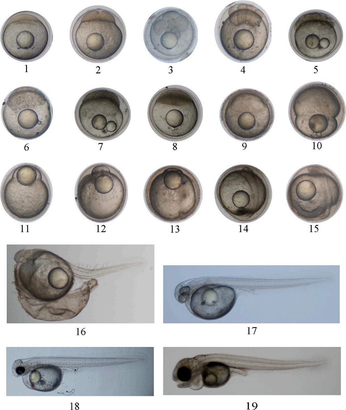 威廉希尔中文网站平台
