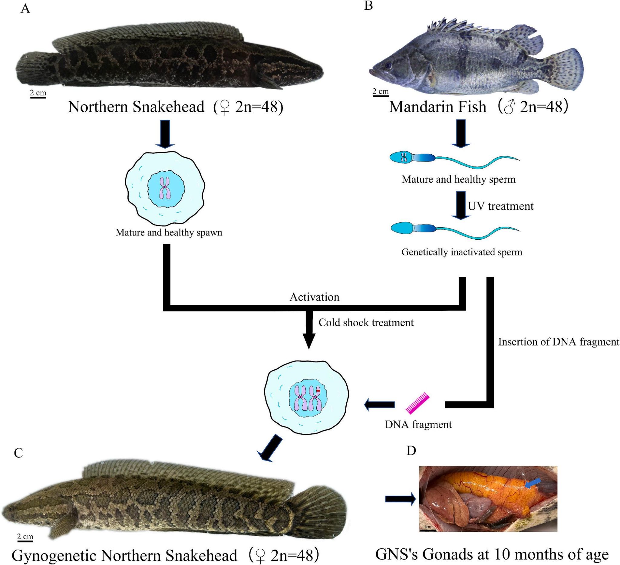 威廉希尔中文网站平台