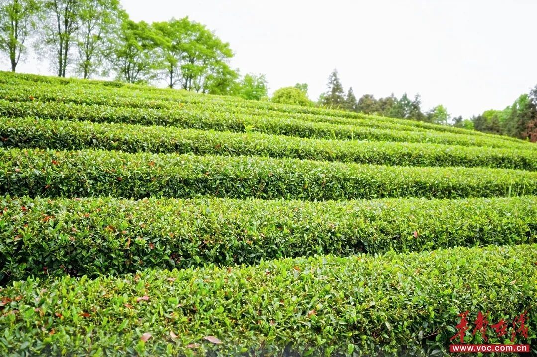 威廉希尔中文网站平台