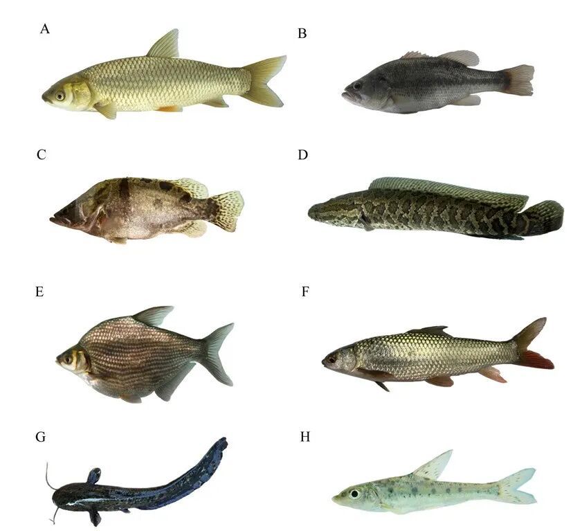 威廉希尔中文网站平台