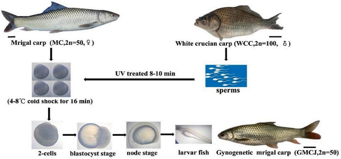 威廉希尔中文网站平台