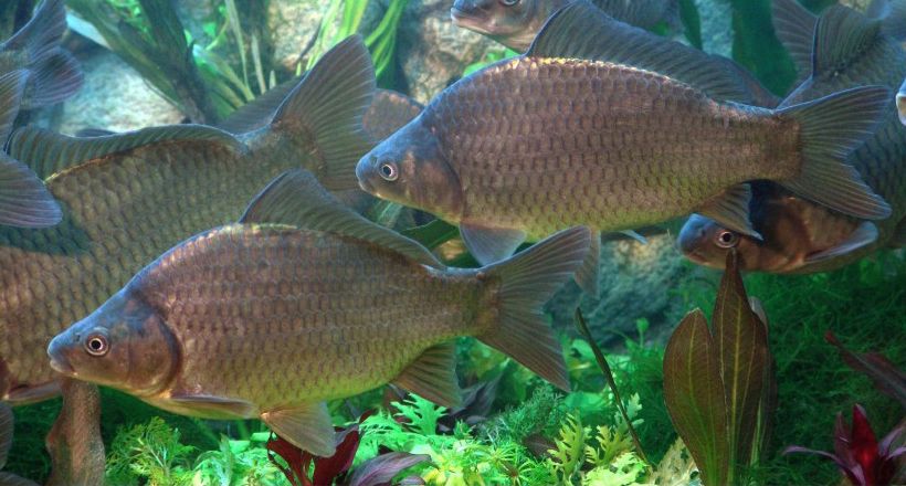 威廉希尔中文网站平台