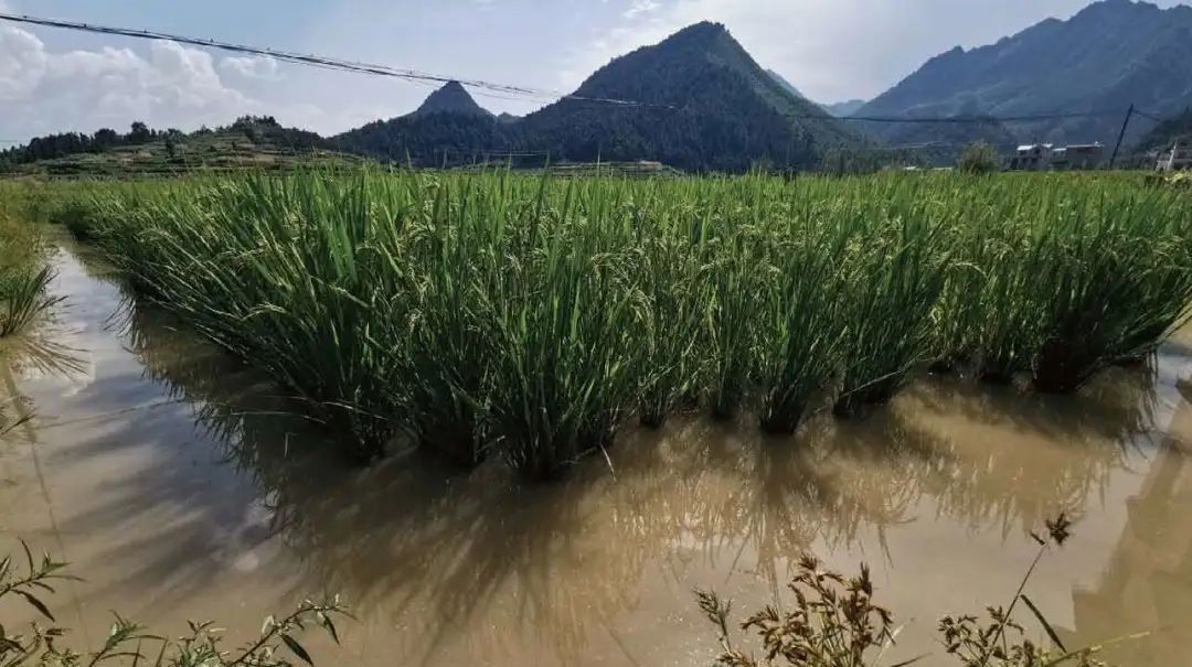 威廉希尔中文网站平台