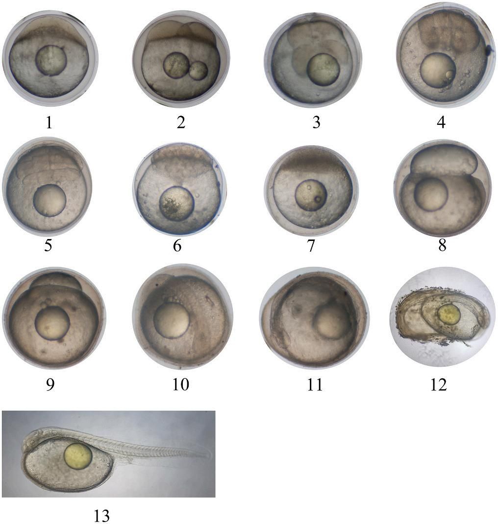威廉希尔中文网站平台