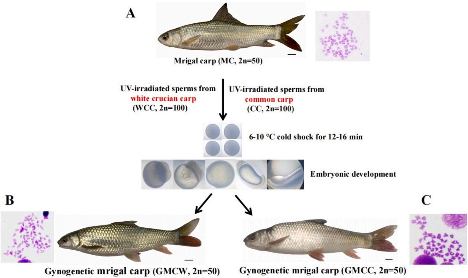 威廉希尔中文网站平台