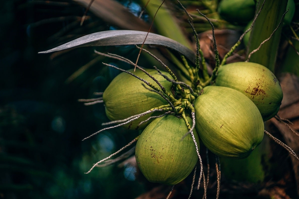 Coconut Water: Health Benefits, Nutrition Facts and Side effects